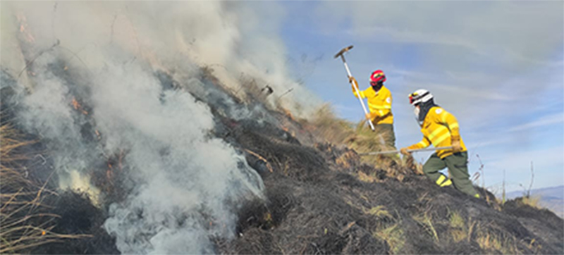 boletín_forestal.jpg